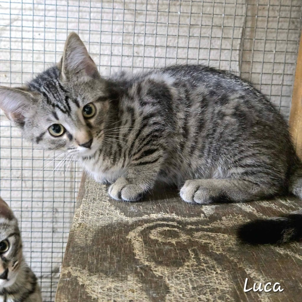 LUCA - Domestic Shorthair available for adoption
