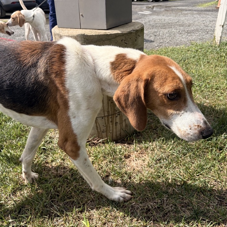 LINK - Hound available for adoption