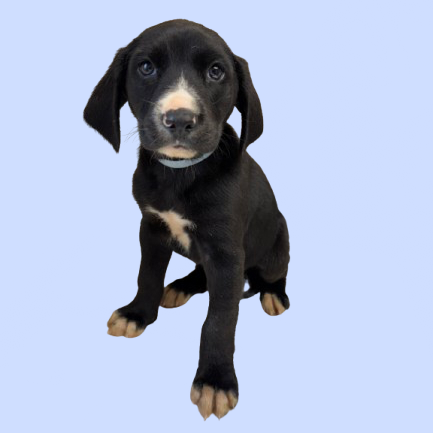 Tusc Stray 83015 2 3 4 5 6