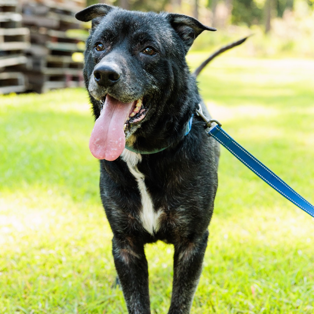 Dozer, photo 20