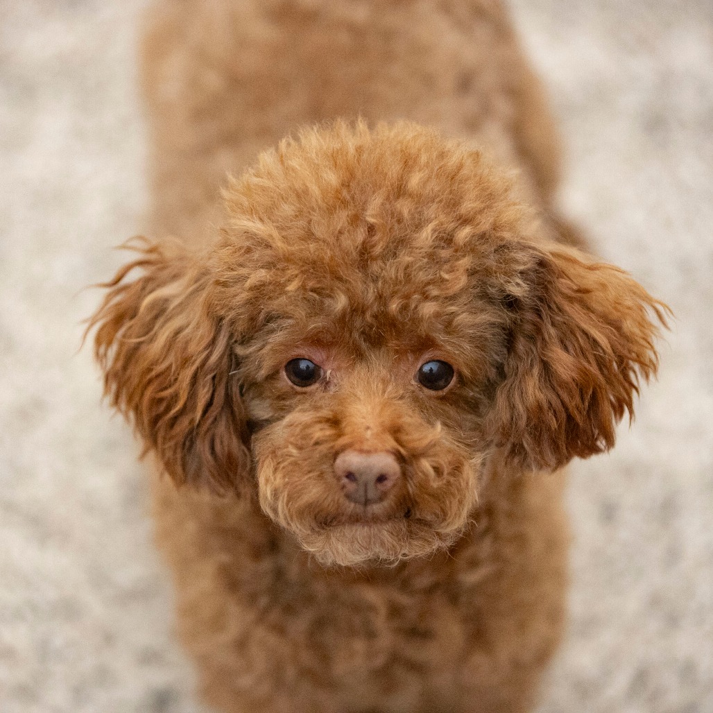 Chase (F26-05), photo 13