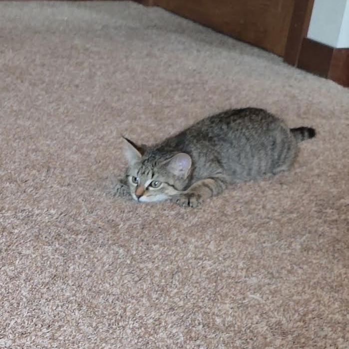 ASTRID - Domestic Shorthair available for adoption