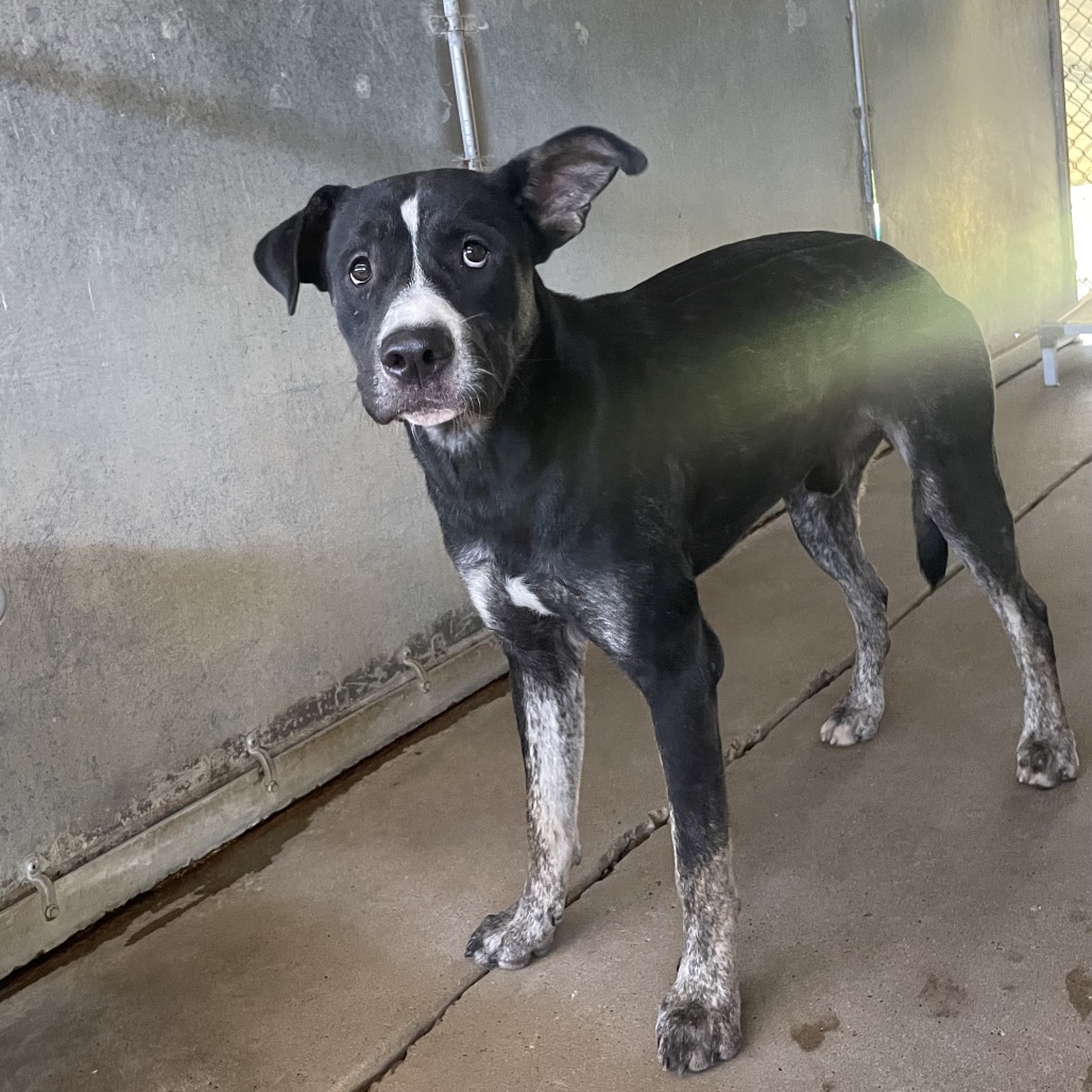 BERRY - Terrier, Staffordshire Bull / Shepherd available for adoption