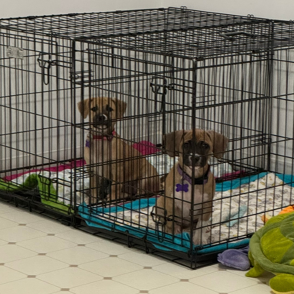 Rayven — thumbnail 3