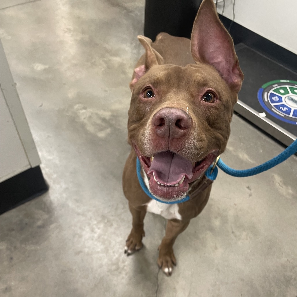 Bear — thumbnail 2