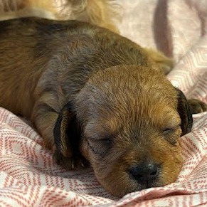 Shelby pup 1