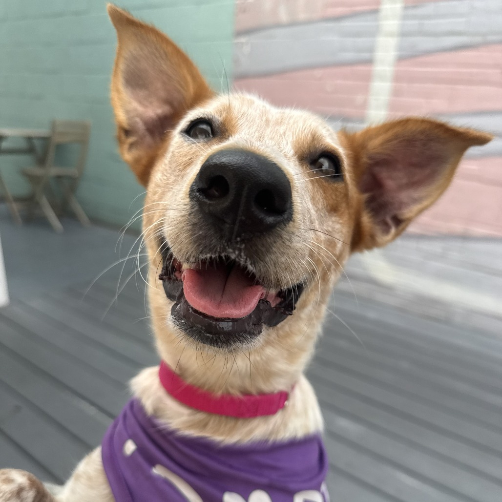 TRIDENT - Cattle Dog / Australian (Red Heeler) available for adoption