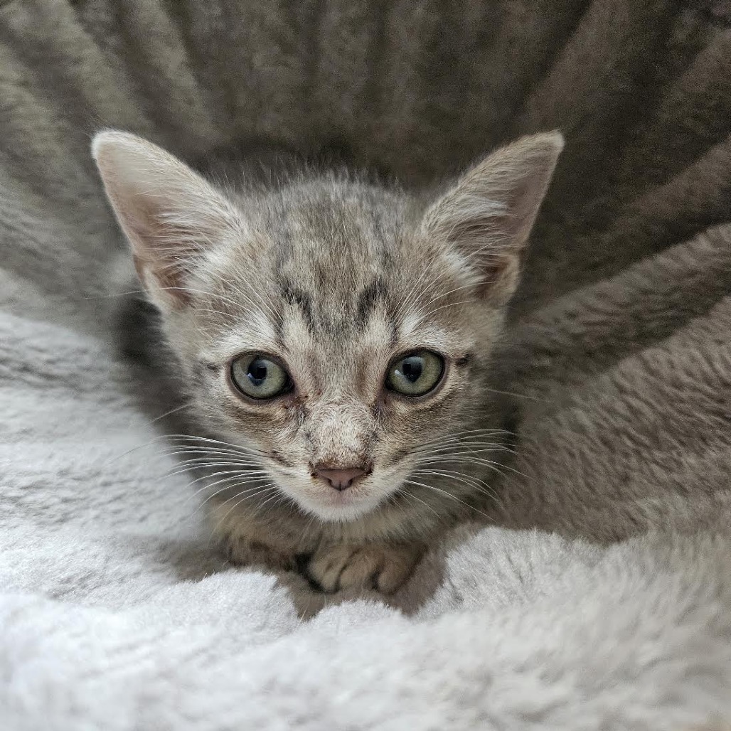ZEUS - Domestic Shorthair available for adoption
