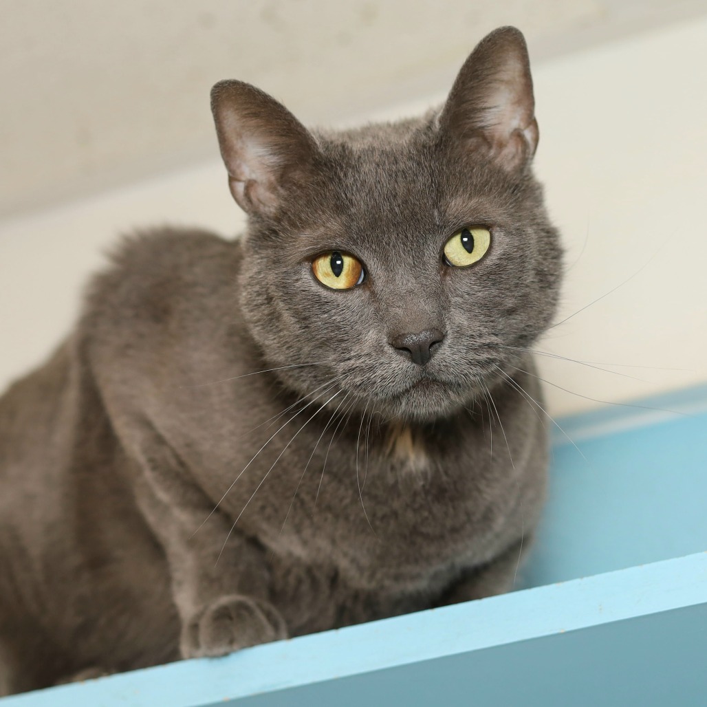 Sebastian is available for adoption at Vanderburgh Humane Society