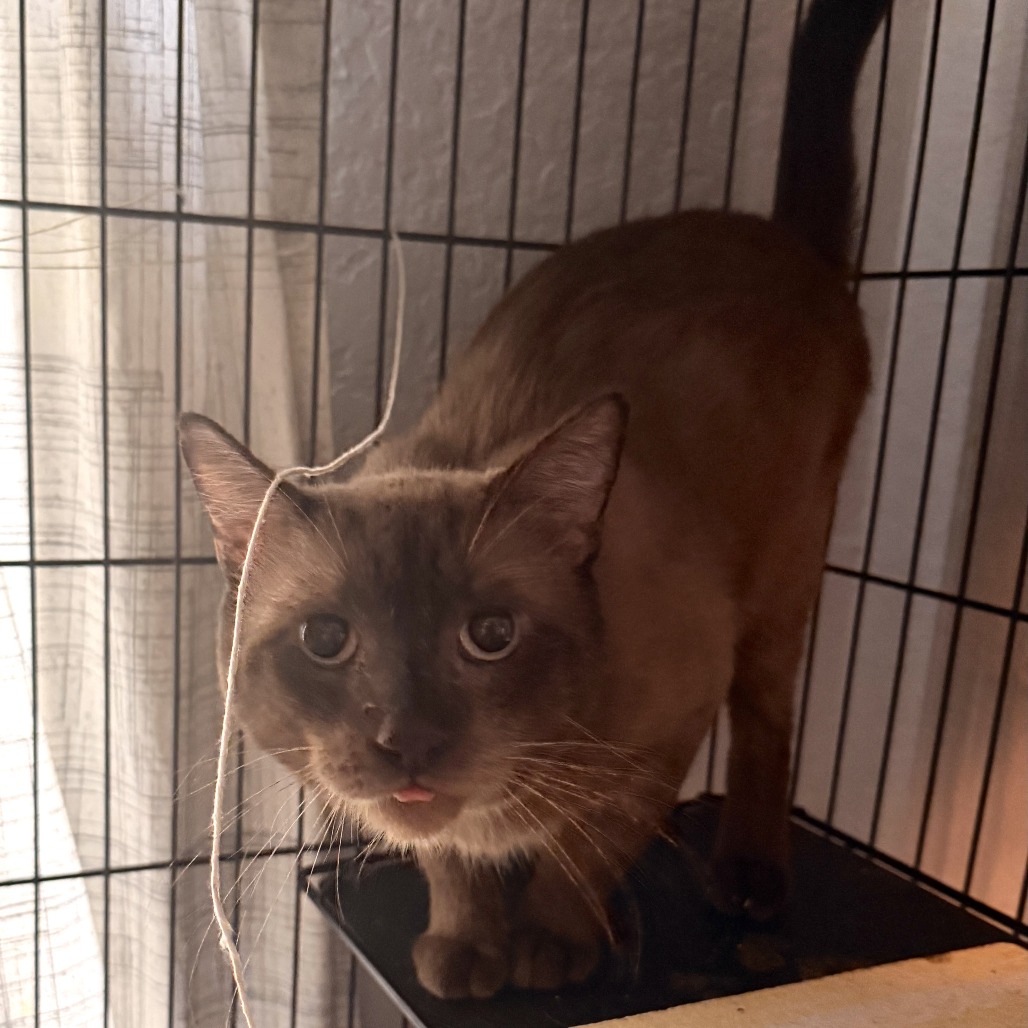 MOOSE - Siamese available for adoption