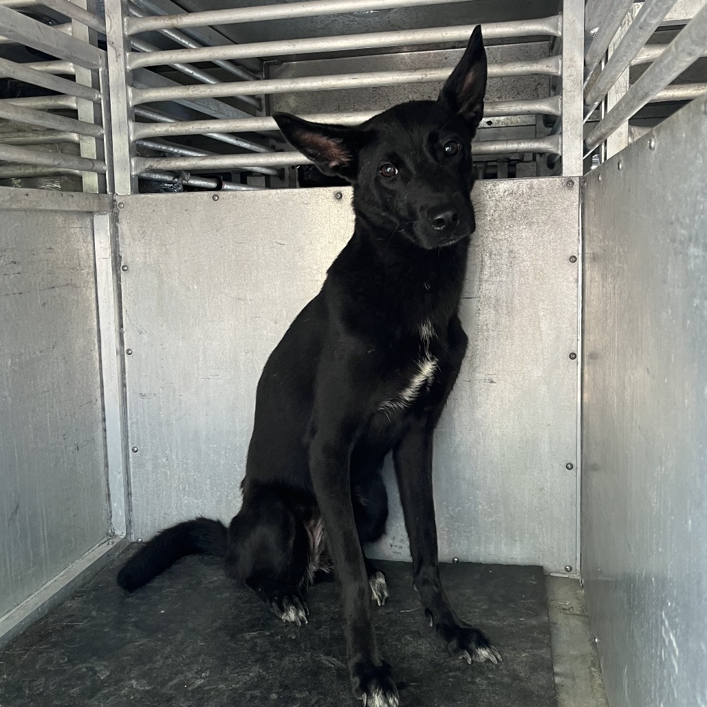 BLACK CAT - Retriever, Labrador / Mix available for adoption