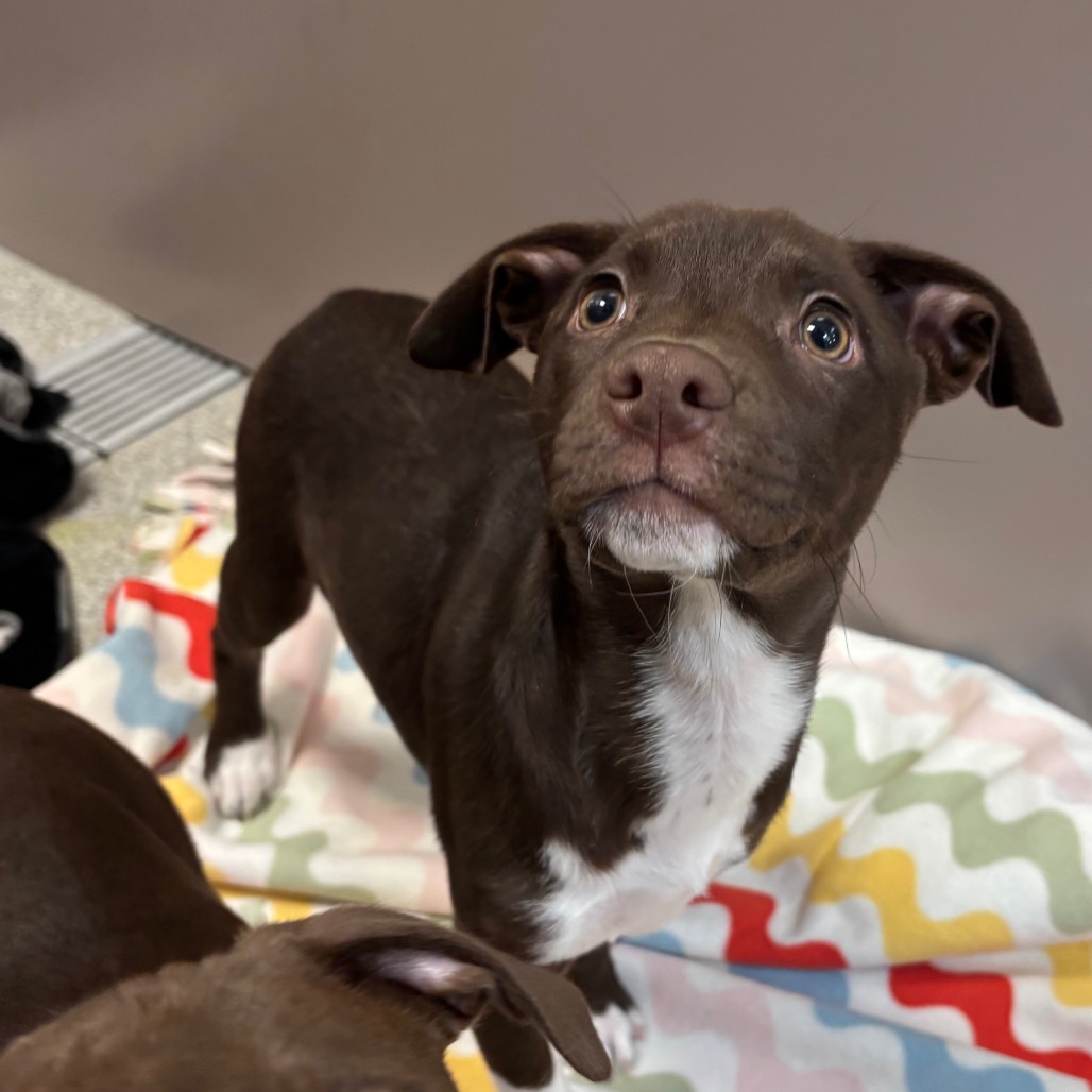 GARLIC PRESS - Mixed Breed (Medium) available for adoption