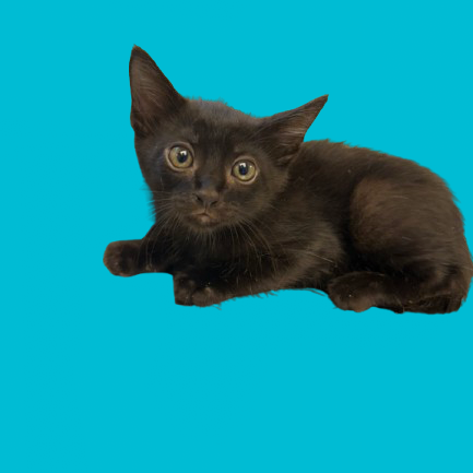 Tusc Stray 81829