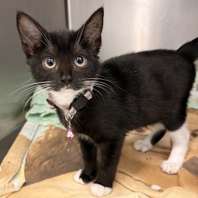 COFFEE BEAN (PINK) - Domestic Shorthair available for adoption