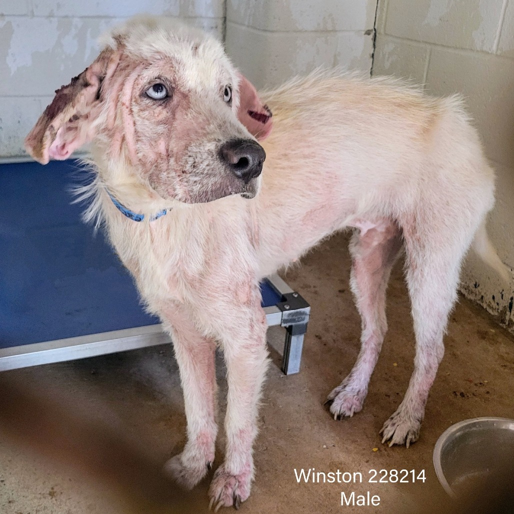 WINSTON - Husky / Mix available for adoption