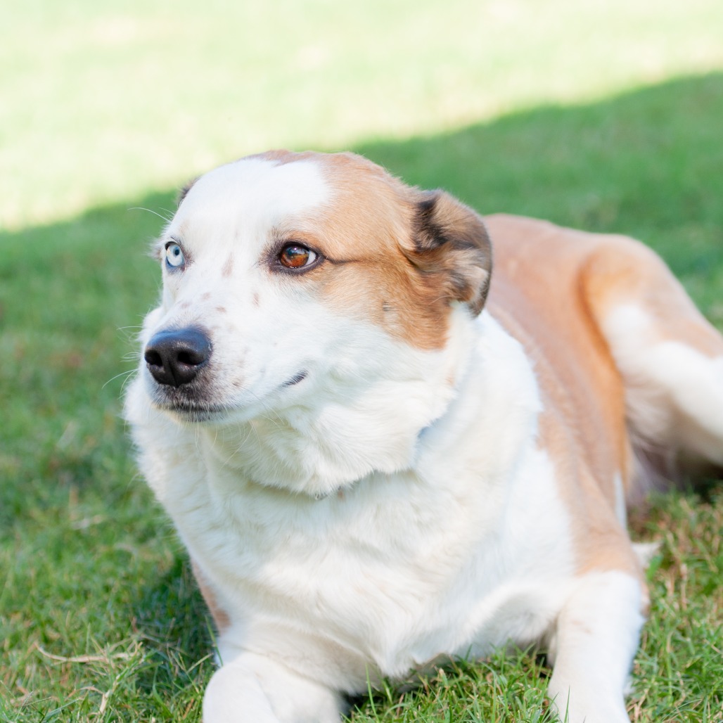 Sadie, photo 7