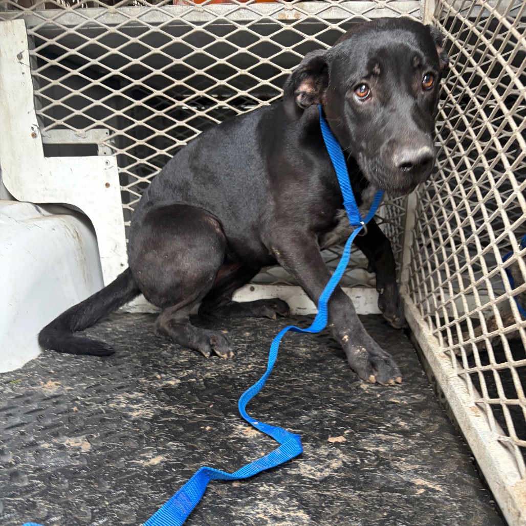 MARY KATE - Terrier, Pit Bull / Mixed Breed (Medium) available for adoption