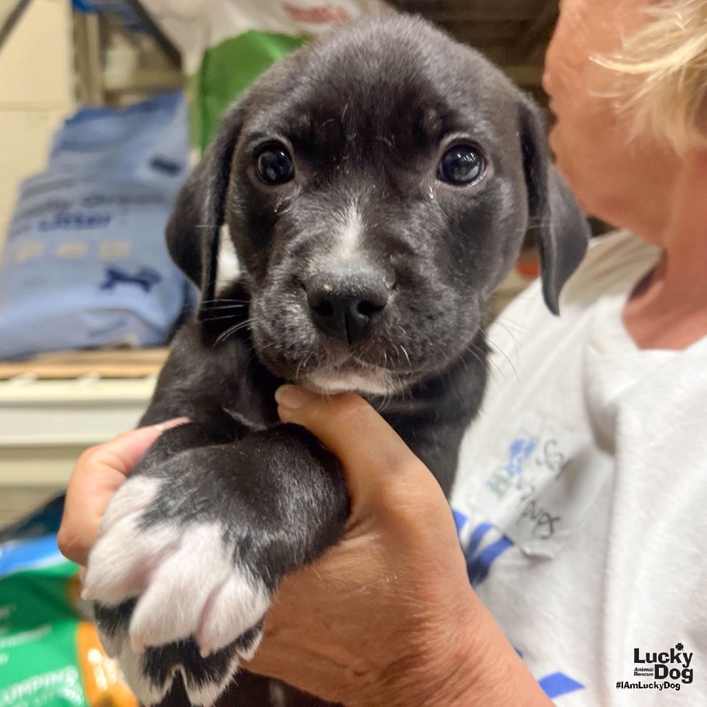 PIGGY - Mixed Breed (Small) available for adoption