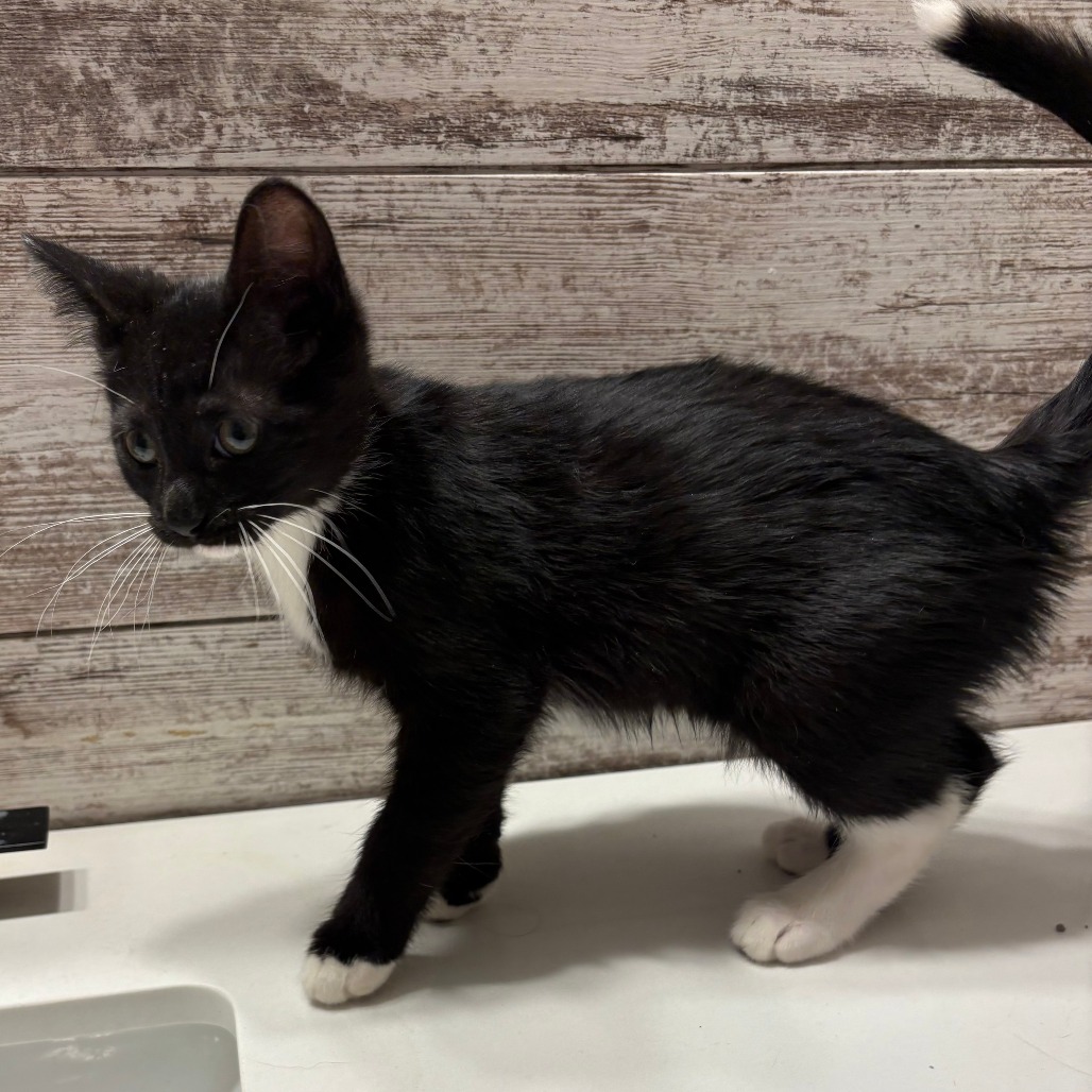 Christoph, available for adoption