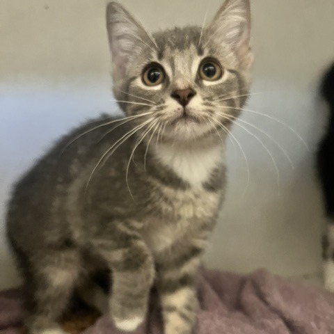 DIXIE - Domestic Shorthair available for adoption
