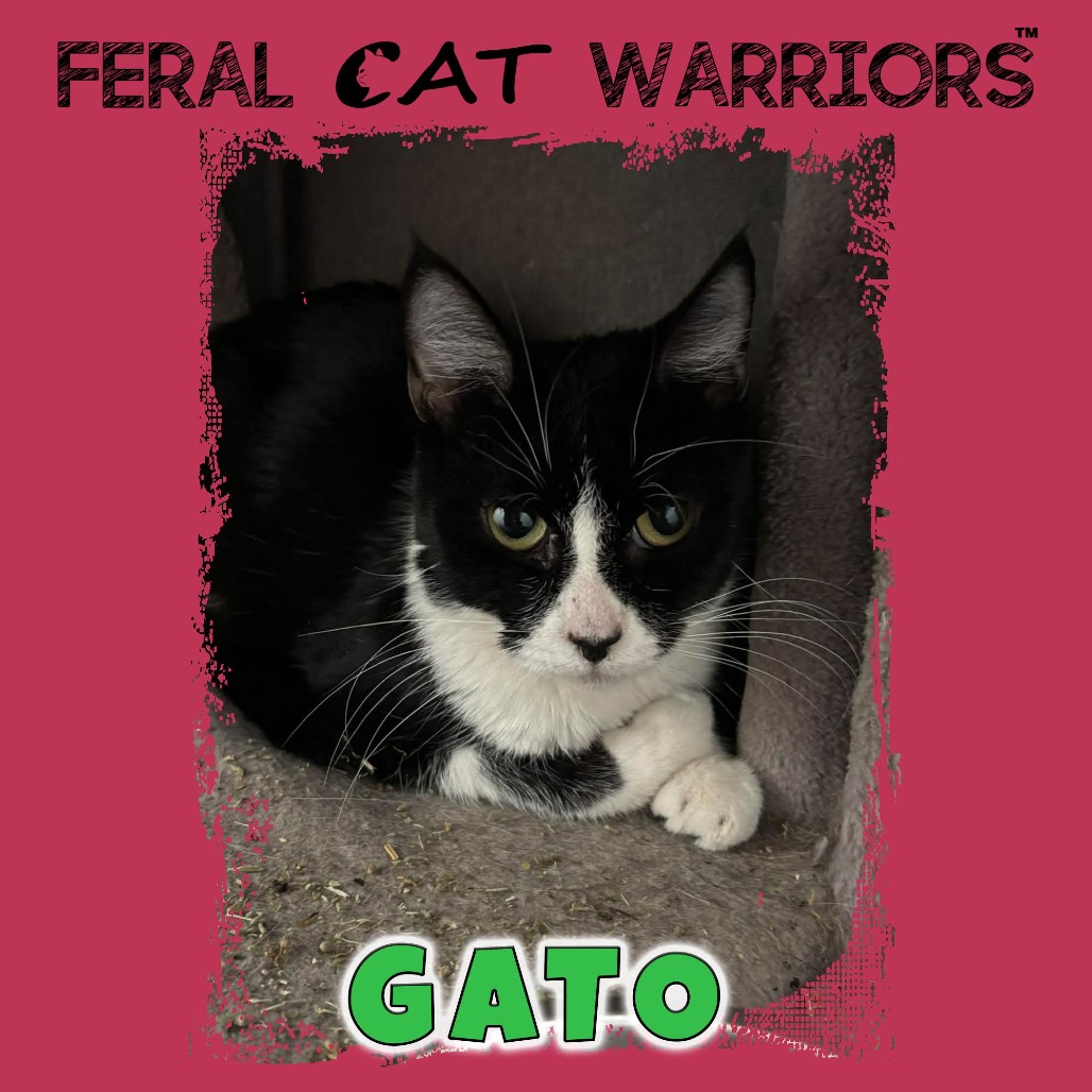Gato
