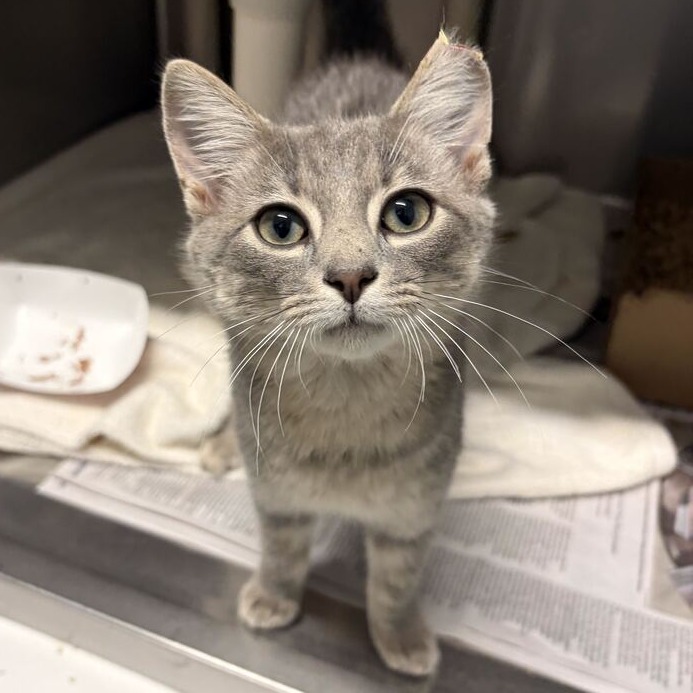 EPSON - Domestic Shorthair available for adoption