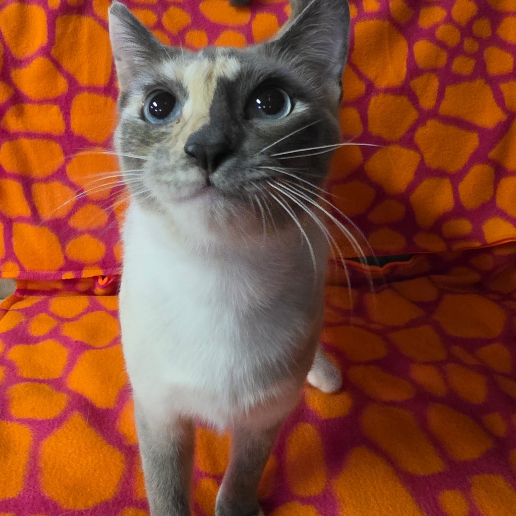 Photo of SNOWSHOE