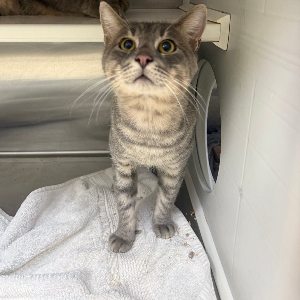 MUSI - Domestic Shorthair available for adoption