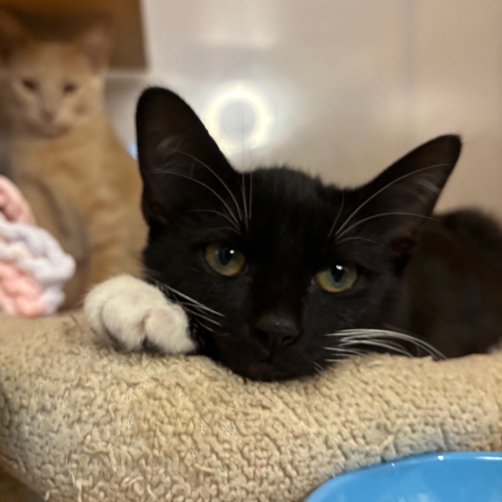 DENJI - Domestic Shorthair available for adoption