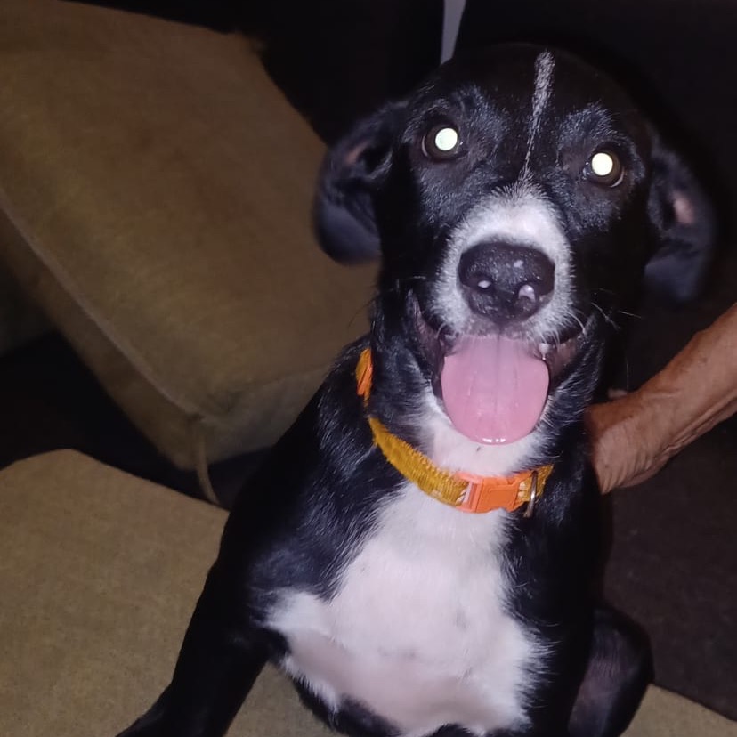 PERRY - Terrier / Mix available for adoption