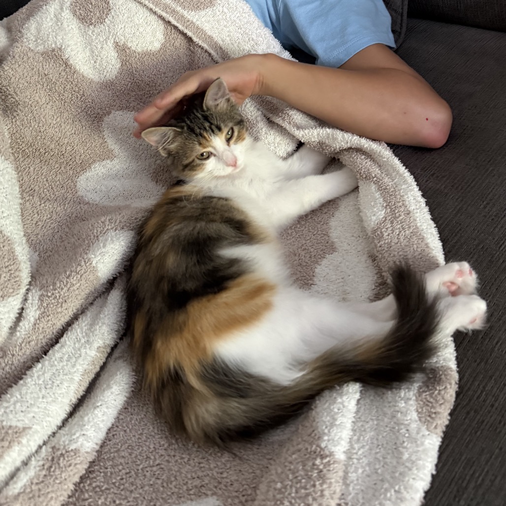 MM FARM PEACHES - Domestic Medium Hair available for adoption