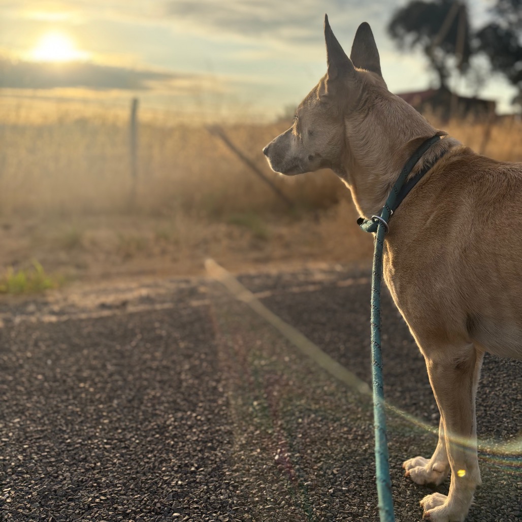 ELSIE — thumbnail 2