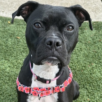 Pansy — thumbnail 7