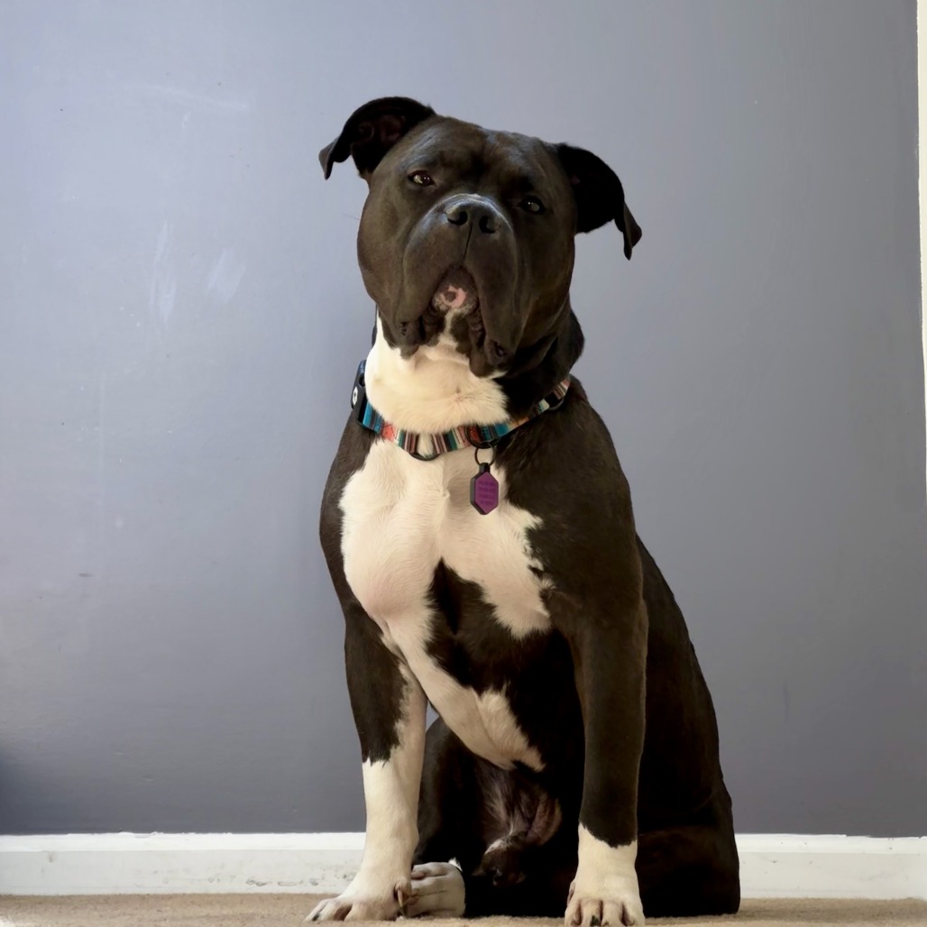 Photo of Stanley 7