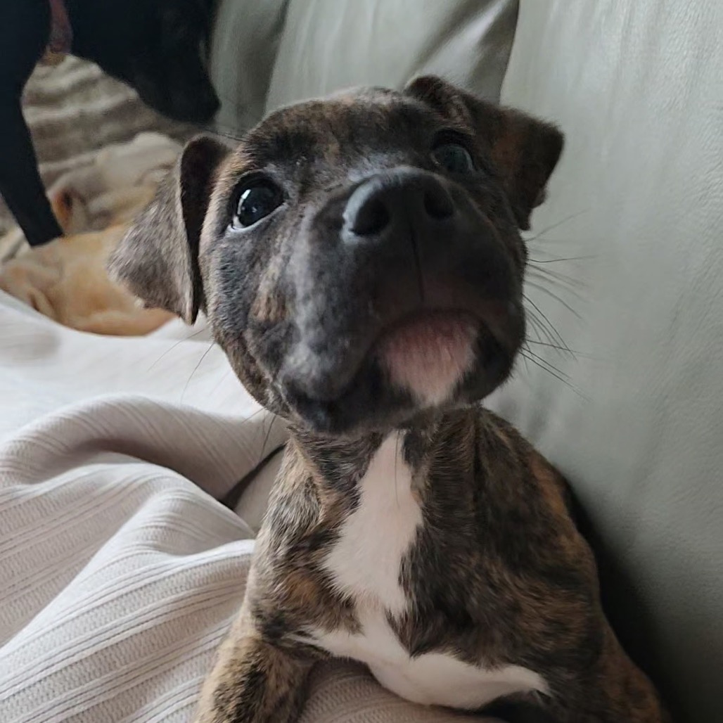 Pippy — thumbnail 5