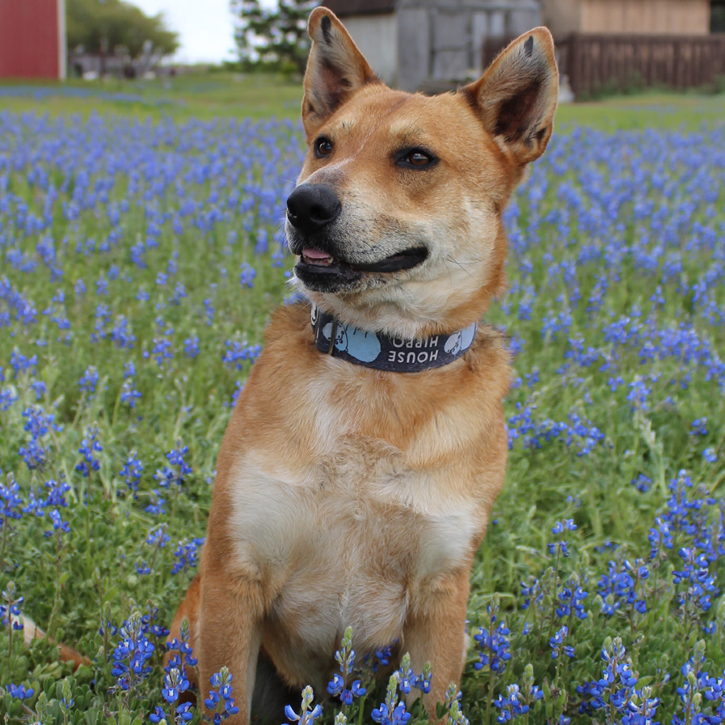 Reagan, photo 12