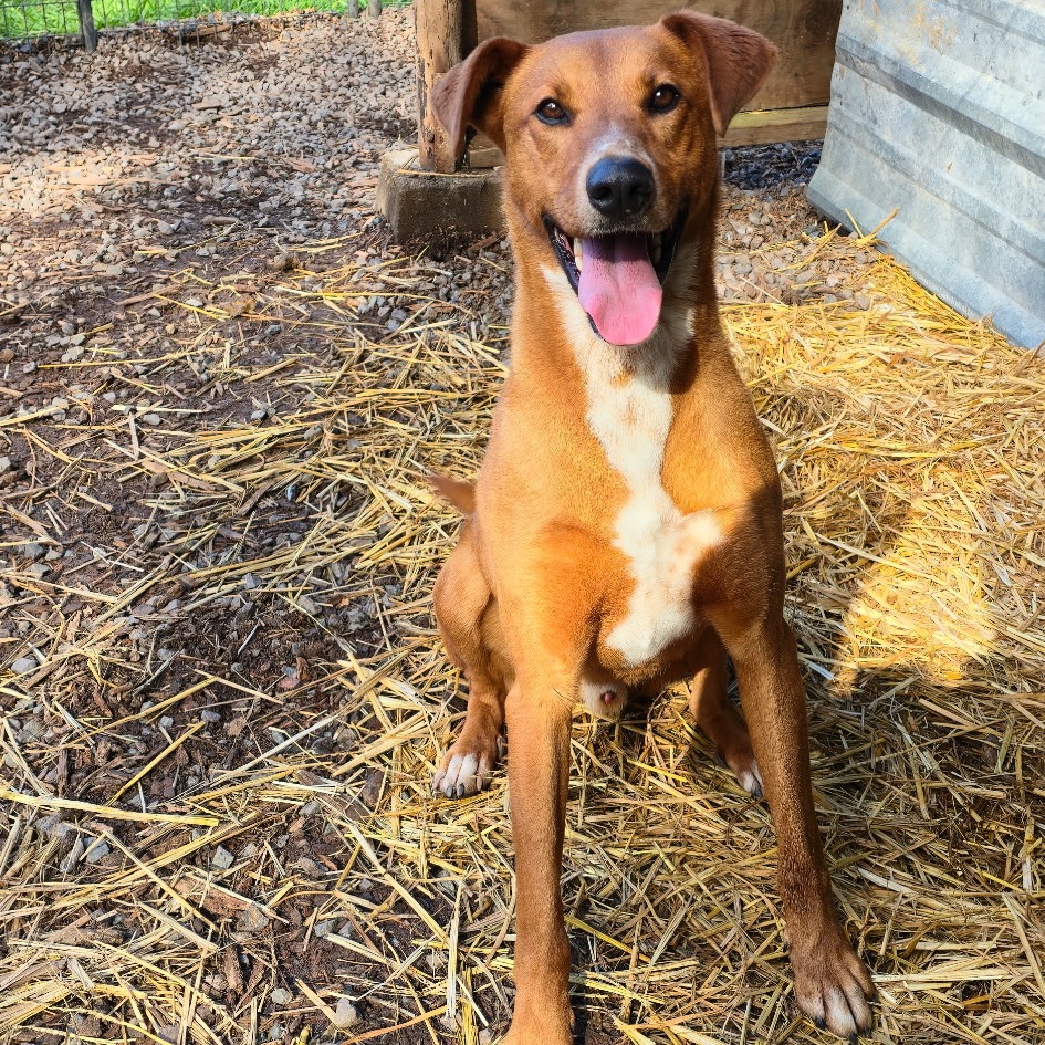 KODA