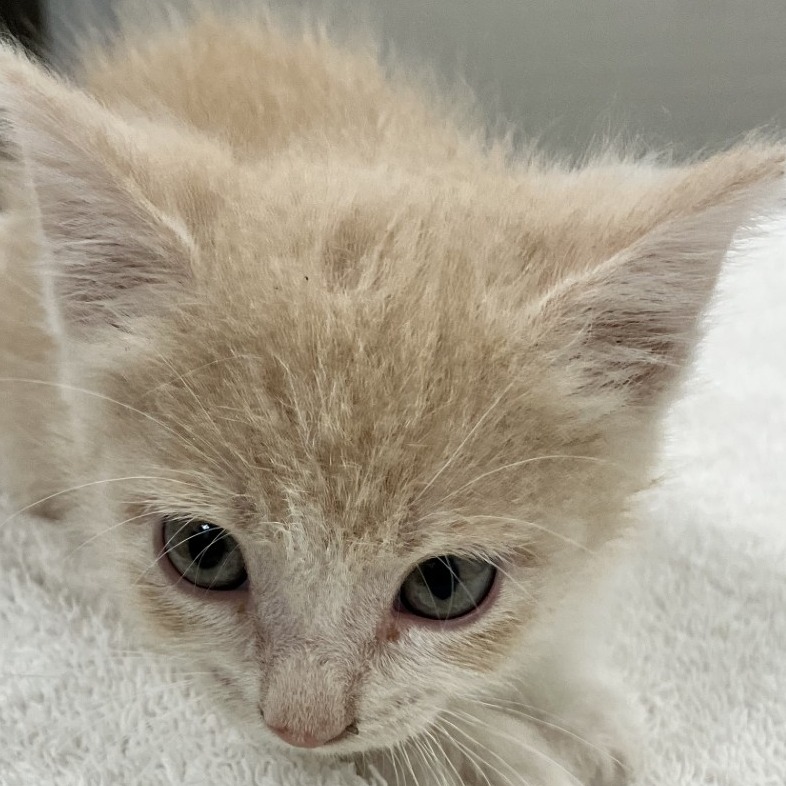KENDALL - Domestic Shorthair available for adoption
