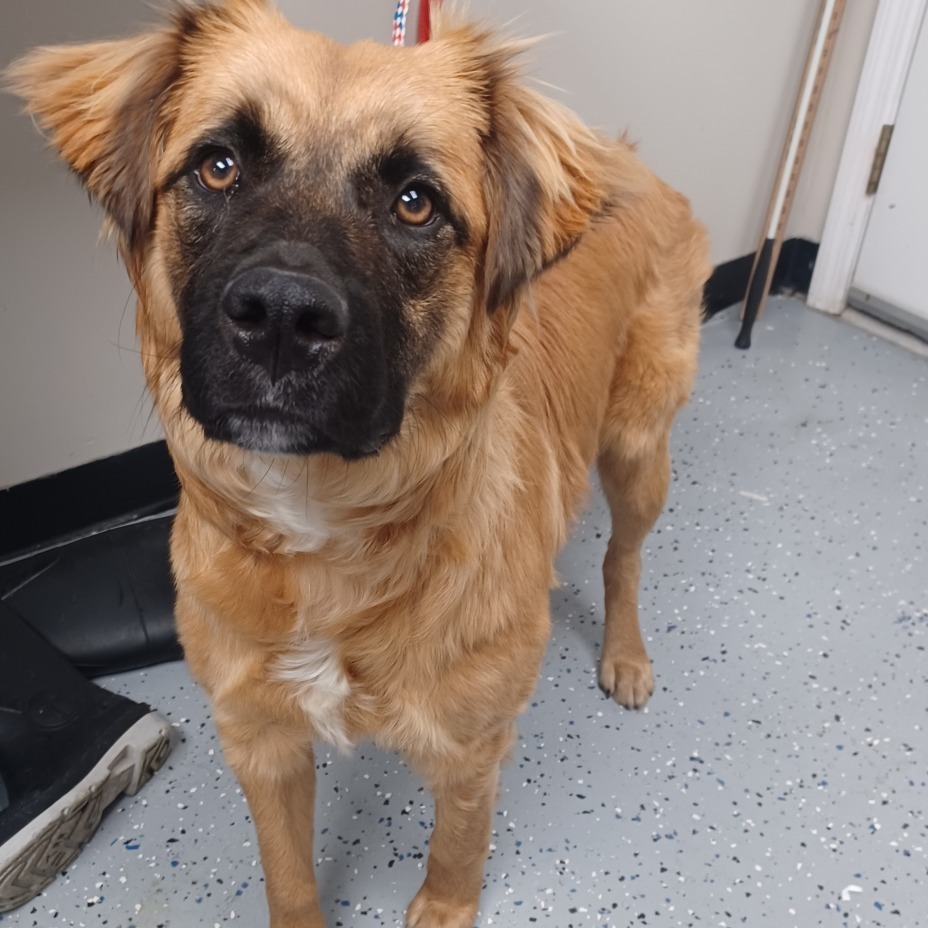 Nashua - FOSTER OR ADOPTER NEEDED