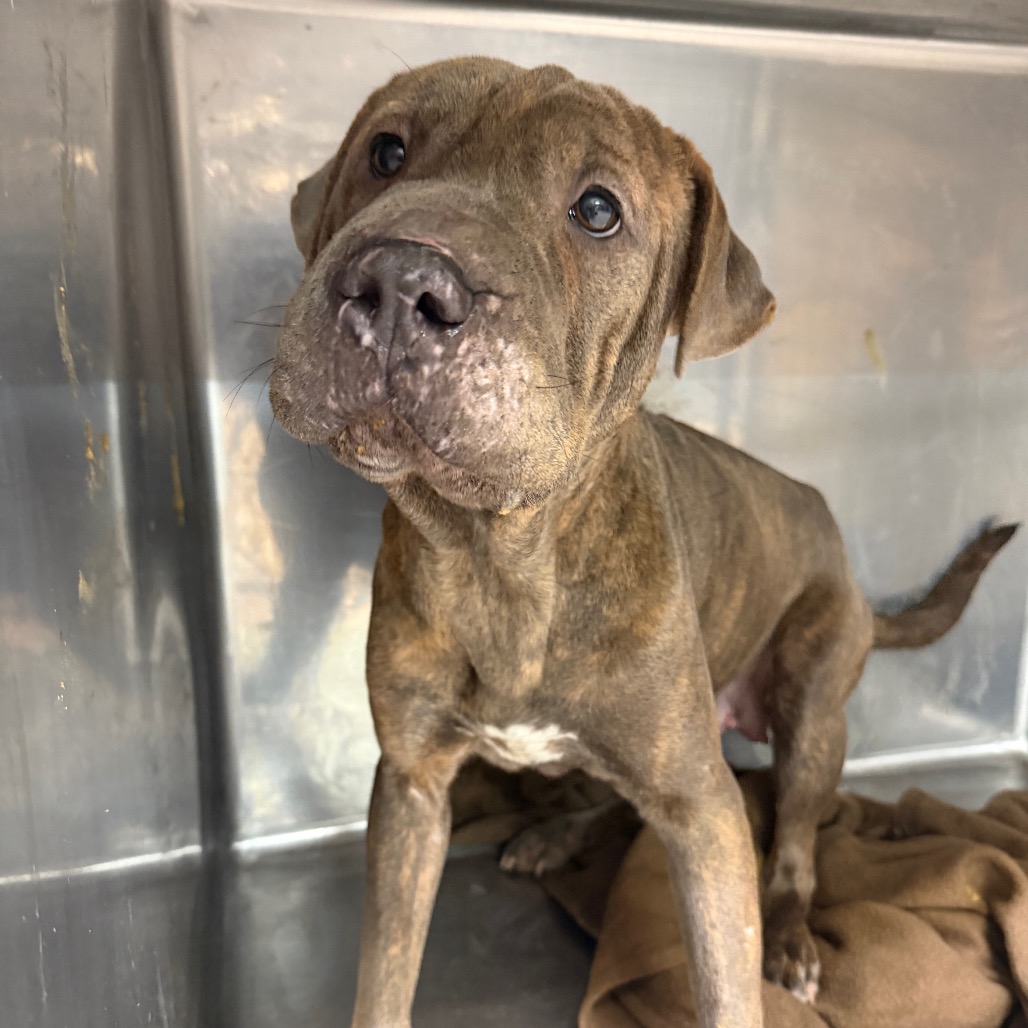 Chinese Shar-pei