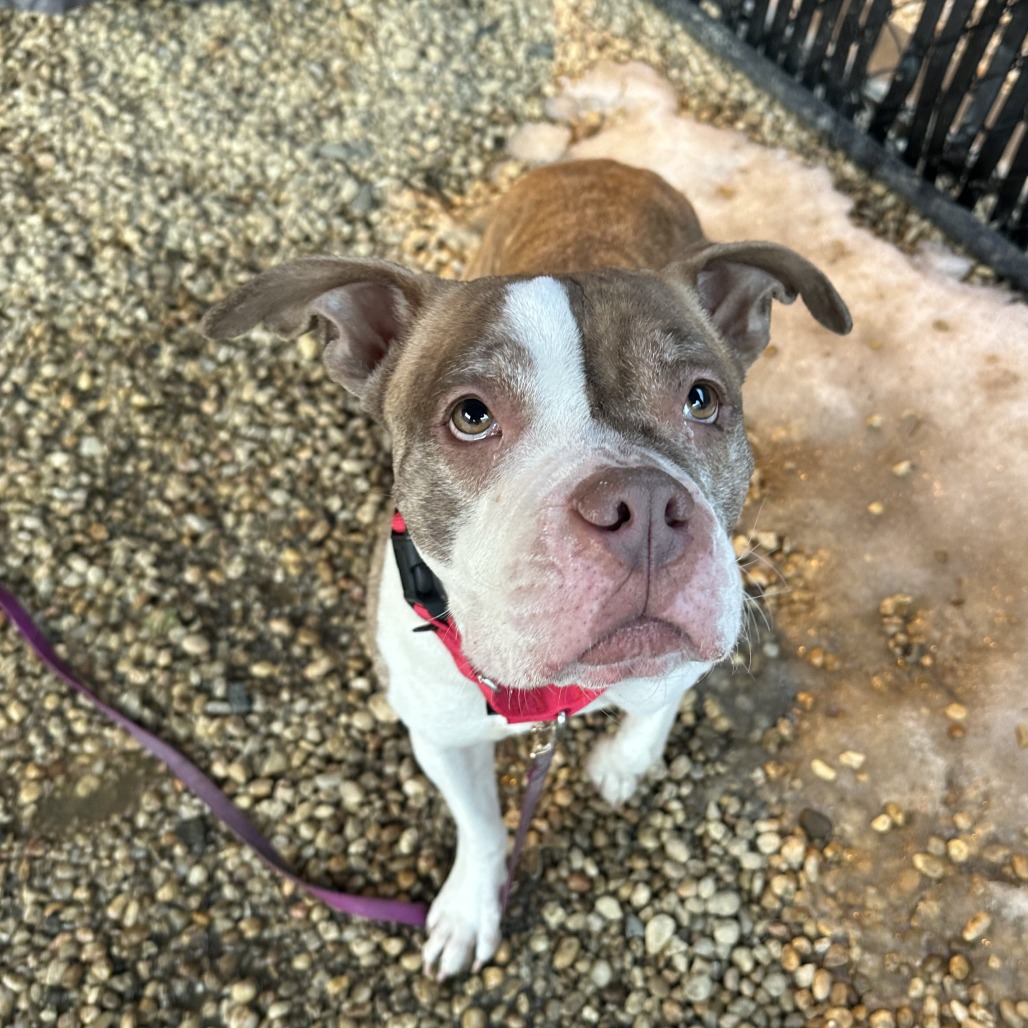 Anansi — thumbnail 3