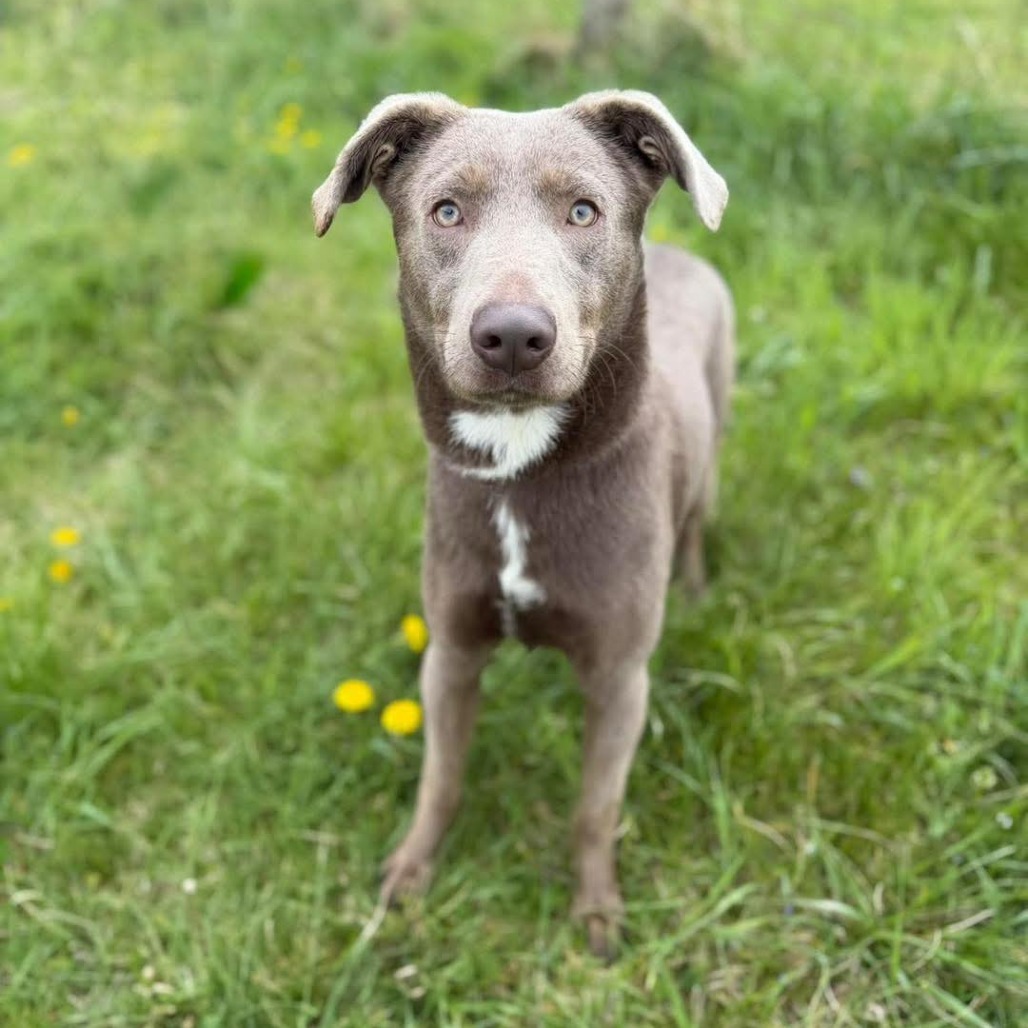 Tag is available for adoption at Operation Paws for Homes