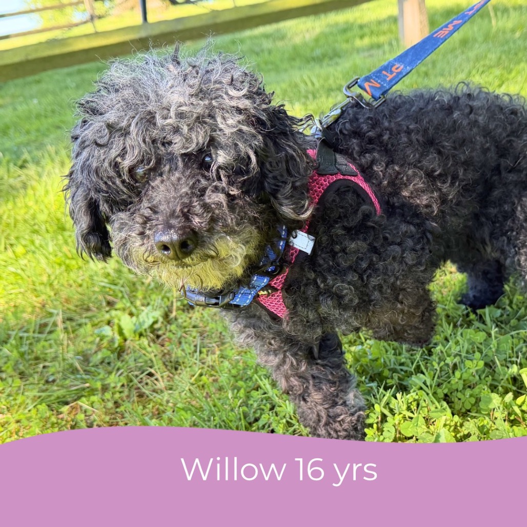 Willow (Whoopie), photo 21