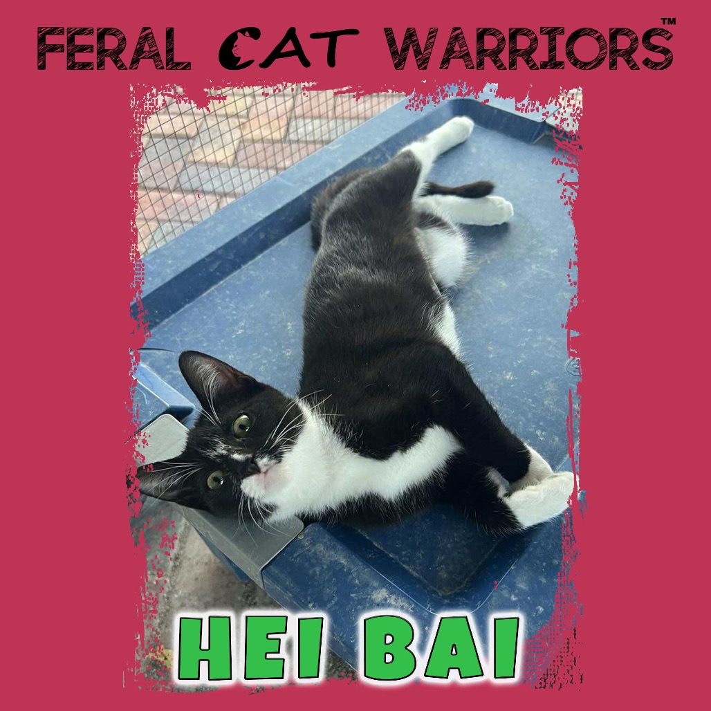 Hei Bai