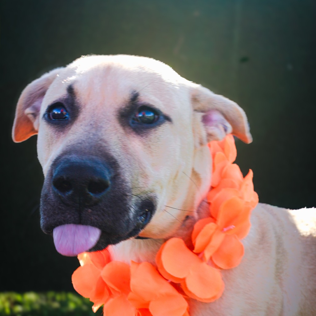 Yogurt, an adoptable dog at SPCA-BC