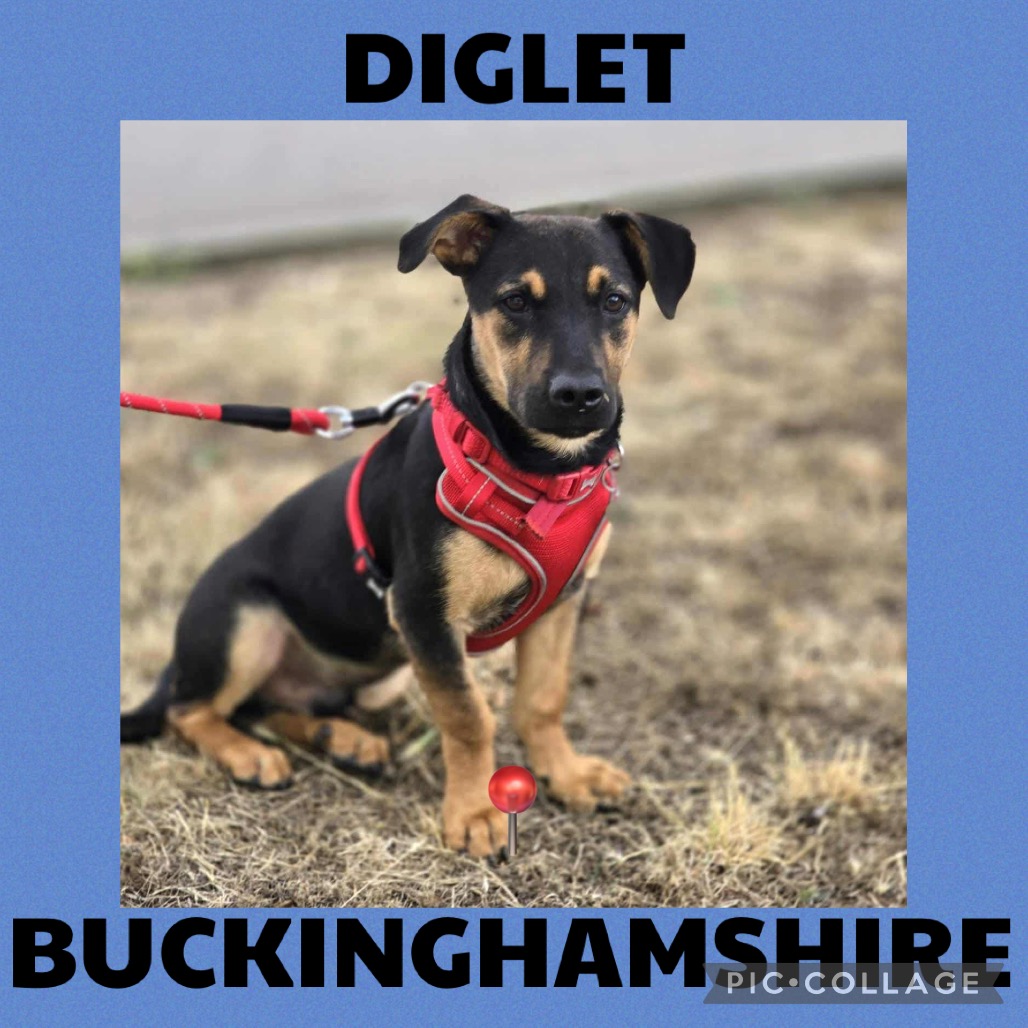 Diglett is available for adoption at The Biggies' League