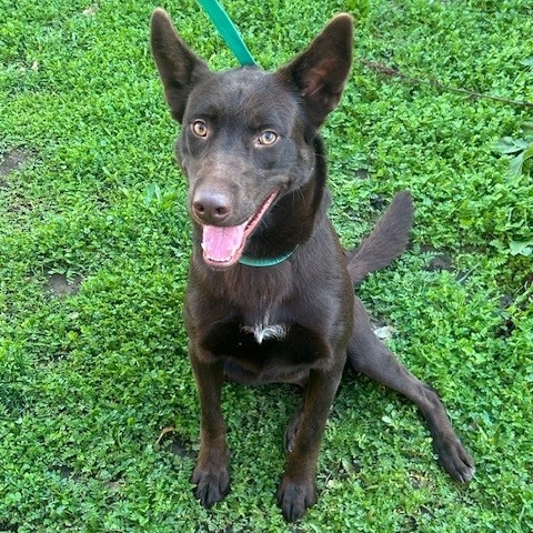 Kennel#5 Hank's preview photo