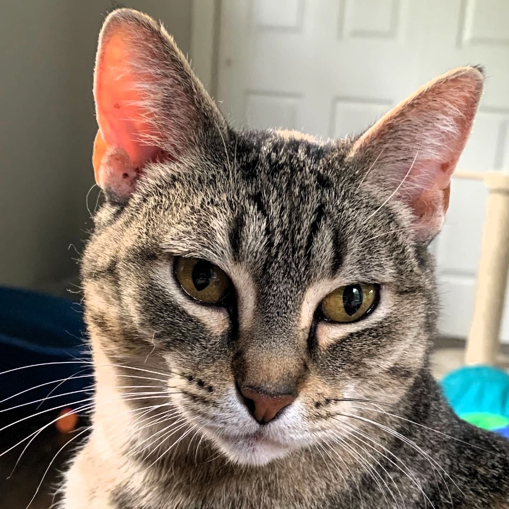 Cats – Melissa's Second Chances