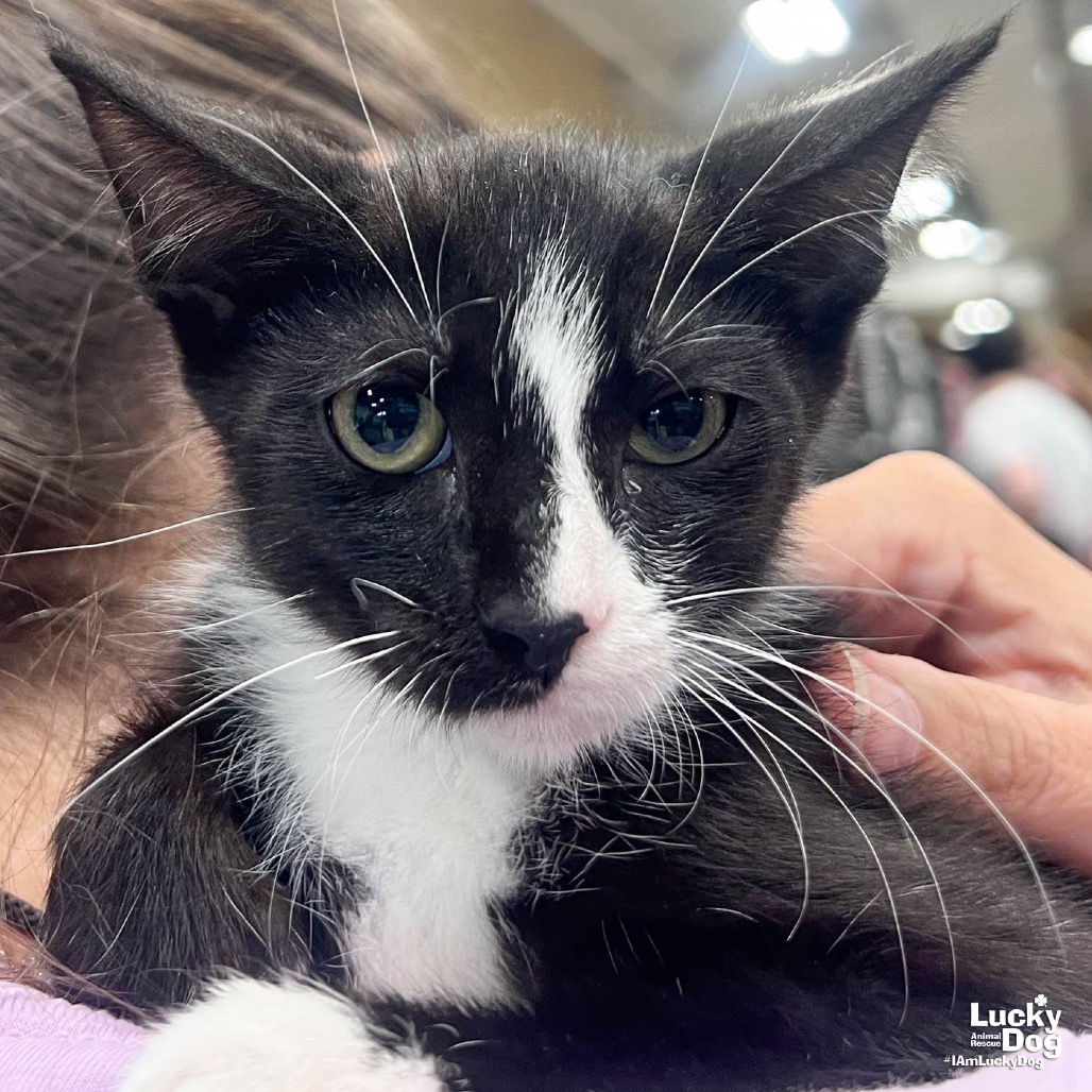 LINK - Domestic Shorthair available for adoption