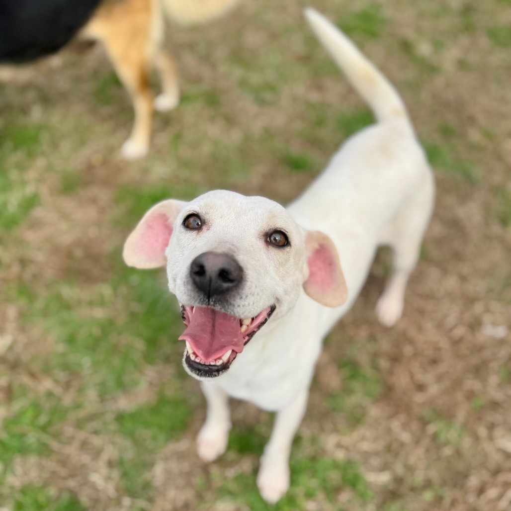 Irish — thumbnail 3